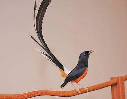 We did not find results for: Pin Di Vogels