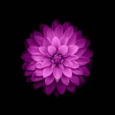 Flowers Ios 8 Purple Flowers Hd Wallpaper Desktop Background Flower Iphone Wallpaper Purple Flowers Wallpaper Flower Wallpaper