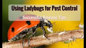 Ladybugs or lady beetles prefer cool, damp places with plenty of food to eat. Five Things You Need To Know About Releasing Ladybugs In The Landscape Garden Style San Antonio