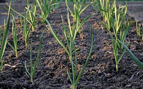 Thin blades, similar to onions. Growing Garlic A Golden Opportunity For Sa Farmers
