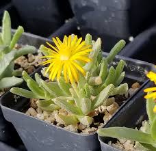 Image result for Hereroa