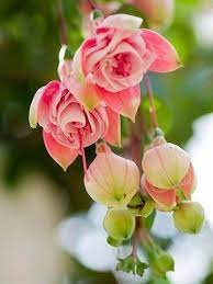 Fuchsia Southgate Fuchsia Flowers Love Flowers Pretty Flowers