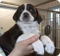 Australian Shepherd German Shorthaired Pointer Mix Named Duffy Hybrid Dogs Australian Shepherd Shepherd Mix Dog
