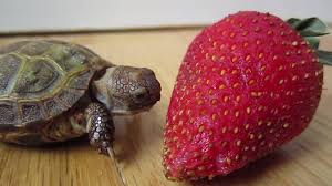 Use strawberries and bananas to coax them to eat. What Do I Feed My Aquatic Turtle The Tye Dyed Iguana Reptiles And Reptile Supplies In St Louis