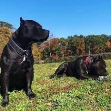 We did not find results for: 160 Prague Beauty Black Pitbull Ideas Zwierzeta Pitbulle Pitbulterier