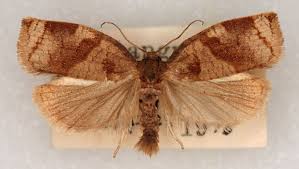 Image result for Archips rosanus