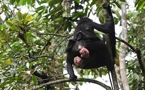 Votre jean bonobo est unique ! Hippi Affen Homosexualitat Verbindet Wissenschaft De