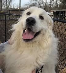 Kristi littrell, adoption manager at best friends animal society in kanab, utah, gives advice on what to consider 10 questions to ask before adopting a pet, according to an animal adoption manager. Dog For Adoption Shooter Prefers Men Only Protective A Great Pyrenees In Indianapolis In Petfinder