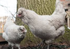 Araucana Lavender Hens In 2020 Araucana Chickens Pet Birds Nature Animals