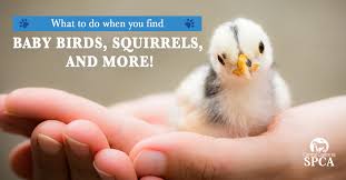 During the first week of life, some birds benefit from feeding during the night. What To Do When You Find Baby Birds Squirrels And More