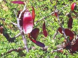 Image result for Acacia mellifera