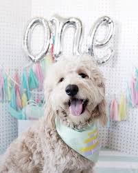 Puppy Party Throw Your Pup The Ultimate First Birthday Pawty Dog Cake Pup Party Dog Birthday Dog Birthday Pictures Dog Birthday Dog First Birthday