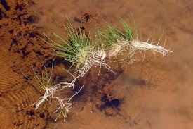 Image result for Eleocharis minuta