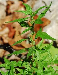 Image result for Parietaria