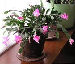 Pink Christmas Cactus Plant Zygocactus 4 Pot Free Shipping Christmas Cactus Plant Christmas Cactus Christmas Cactus Care