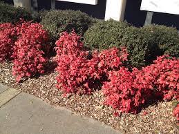 We did not find results for: Nandina Domestica Heavenly Bamboo Nandina Sacred Bamboo North Carolina Extension Gardener Plant Toolbox