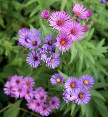New England Aster Flower Seeds Etsy In 2021 Aster Flower Aster Flower Seeds