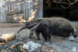 Kilroy is saying goodbye to his teenage years because he's 20 years old  today! He's already felt the effects that humans experience in old age,  because giant anteaters have limited sight. They