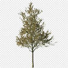 Please remember to share it with your friends if you like. Tree Cut Out Silver Birch Norway Spruce Jackfruit Branch Twig Arecaceae Png Pngwing