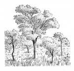 Image result for Pleurostylia africana