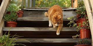 Outdoor Cats International Cat Care