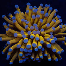 Image result for Cyrtorchis glaucifolia