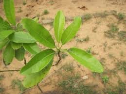 Image result for Secamone alpini