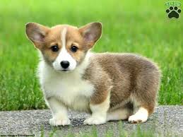 Cardigan and pembroke corgis are popular dogs, although less popular in the us than in other countries. Corgi Rescue Northern California Petsidi