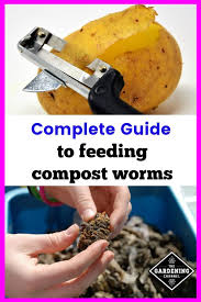 Maybe you would like to learn more about one of these? How To Correctly Feed Compost Worms What When How And How Much Gardening Channel
