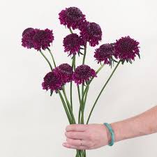 Image result for Scabiosa