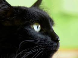 Peccato per le anononime patatine che accompagnavano questa bella atmosfera. Oggi E Il Black Cat Day La Giornata Del Gatto Nero Corriere Nazionale