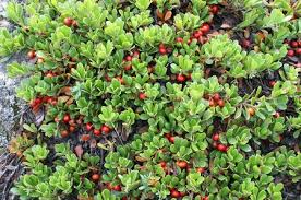 Check spelling or type a new query. Bearberry