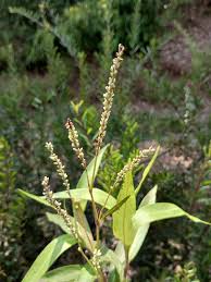 Image result for Persicaria barbata