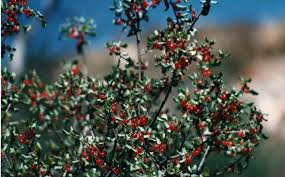 Image result for Rinorea ilicifolia