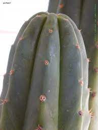 San pedro cactus contains the psychedelic compound mescaline, yet can also be grown to serve as a majestic and inspiring ornament. Pachanoi Or Pachanot Trout S Notes