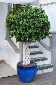 Image result for Ficus tremula