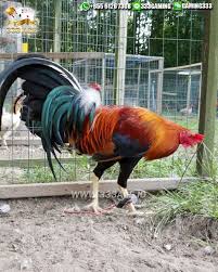 We did not find results for: Pin On Sabung Ayam Online