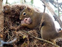 Who Doesn T Like Cute Baby Animals With Their Parents Album On Imgur