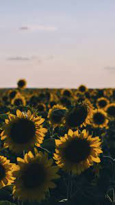 Feel free to send us your own. Sunflowers Field At Evening 1080x1920 Iphone 8 7 6 6s Plus Wallpaper Background Picture Image