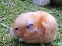 Syrian Hamster Varieties Harvey Hams