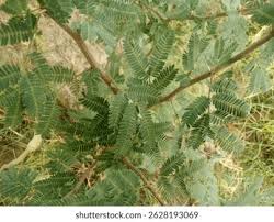 Image result for Fabaceae subfamily Mimosoideae