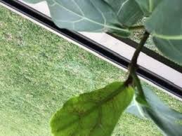 How do you get rid of spider mites on a fiddle leaf fig? Red Spider Mite On Fiddle Leaf Fig Bunnings Workshop Community