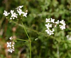 Image result for Galium
