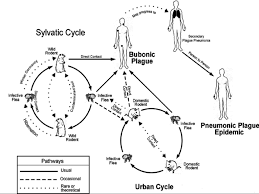 History Of Medicine Medieval Medicine Diagram Quizlet