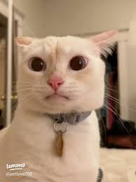 Adorable Kitty Awaits Its Lucky Caretaker