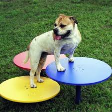 Pin On Pooch Palace