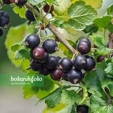 Image result for jostaberry