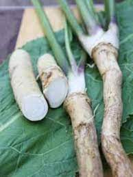 How To Grow Harvest And Prepare Horseradish Growing Horseradish Growing Vegetables Prepared Horseradish