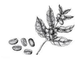 We did not find results for: Download Premium Vector Of Hand Drawn Fresh Coffee Beans Vector 1200277 Fresh Coffee Beans How To Draw Hands Coffee Beans