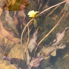 Image result for Ottelia ulvifolia